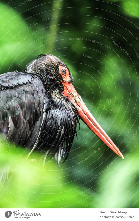 Black Stork Animal Wild animal Bird 1 Green Red Beak Feather Plumed Indirect light Wing Zoo Eyes Head Sit Colour photo Exterior shot Detail Day Light Contrast