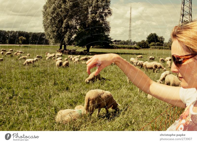 Grasping the lambs II Agriculture Forestry Human being Feminine Young woman Youth (Young adults) Hand Fingers 1 Animal Farm animal Herd Catch To hold on To feed