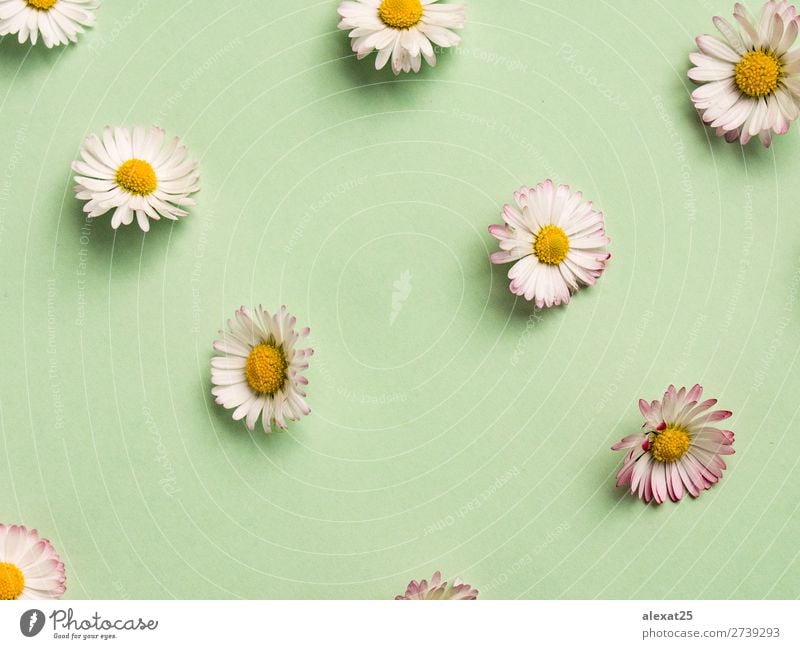 Daisies pattern Beautiful Summer Decoration Nature Plant Spring Flower Grass Blossom Fresh Natural Yellow Green White background Beauty Photography composition