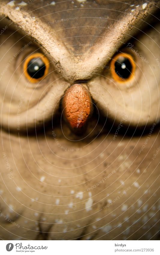 Owl face of a decorative owl with intense look, blurred, full size Owl eyes Owl birds Sculpture Wild animal Bird Animal face 1 Glittering Looking Owl portrait