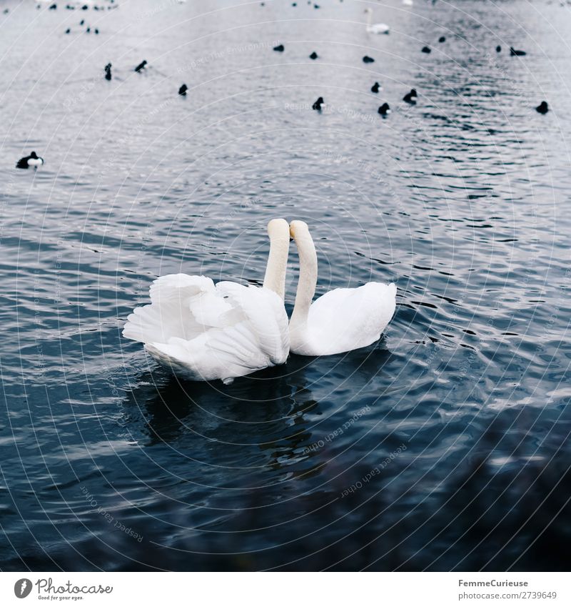 2 loving looking swans in pond Animal Nature Swan Bird Duck birds Pond Water Love Infatuation Feather Metal coil White Float in the water Colour photo