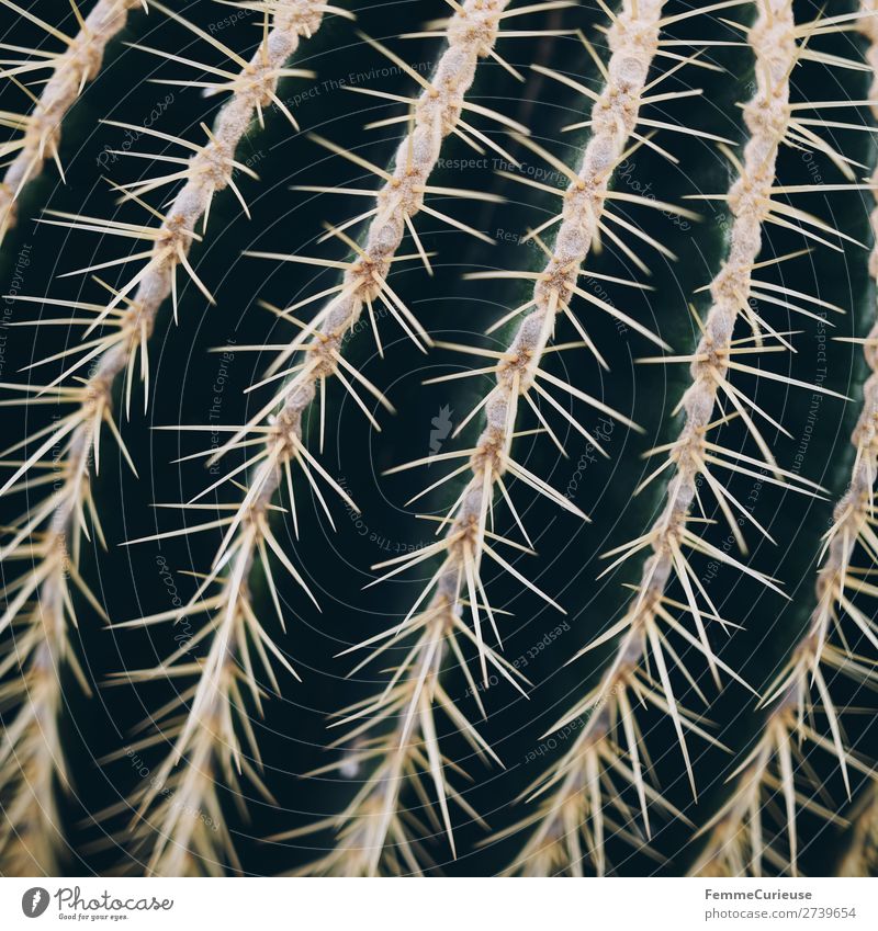 Close-up of the spines of a cactus Nature Thorn Cactus Plant Point Thorny Structures and shapes Green Colour photo Interior shot