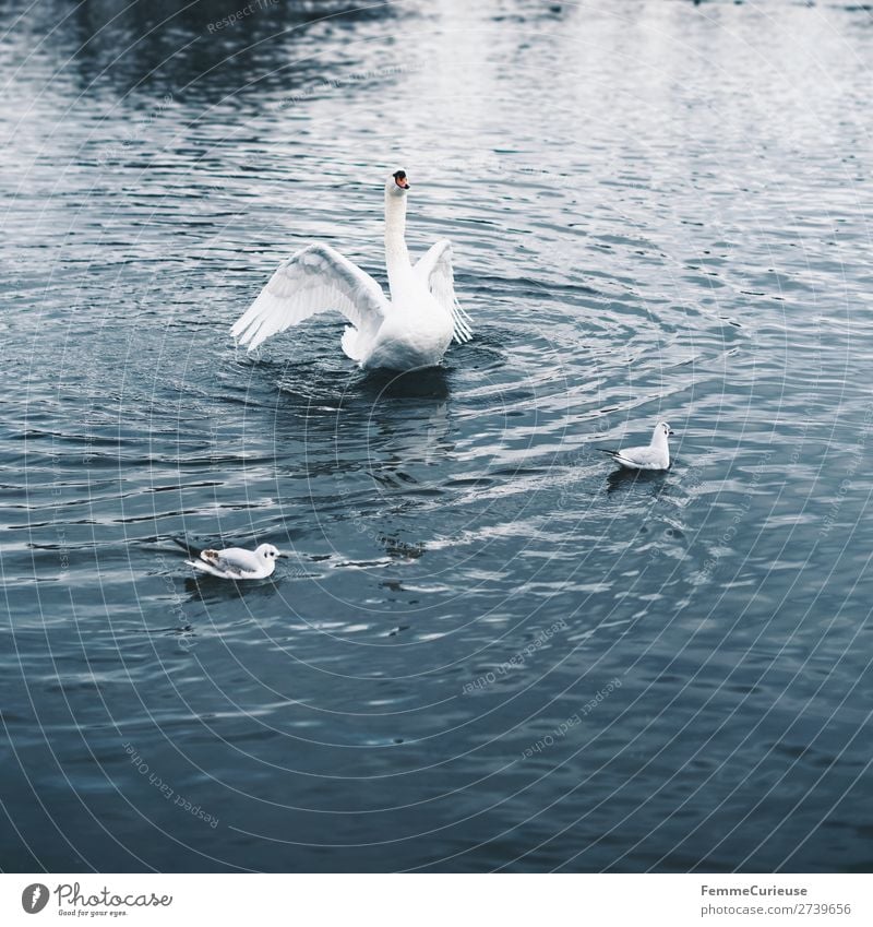 A swan in a pond flapping its wings Nature Animal Swan Feather White Pond Lake Float in the water Bird Colour photo Exterior shot Copy Space bottom
