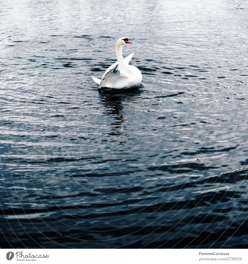 A swan in a pond flapping its wings Nature Animal 1 Swan Lake Pond Colour photo Exterior shot Copy Space bottom Central perspective