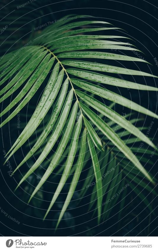 Leaf of a palm tree with drops of water Nature Design Plant Palm tree Palm frond Foliage plant Tropical Botanical gardens Greenhouse Drops of water Colour photo