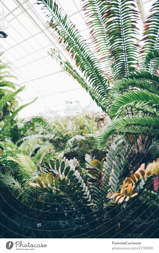 Green plants in greenhouse with glass roof Nature Fern Foliage plant Botanical gardens Botany Greenhouse Glass roof Bright Day Part of the plant Colour photo