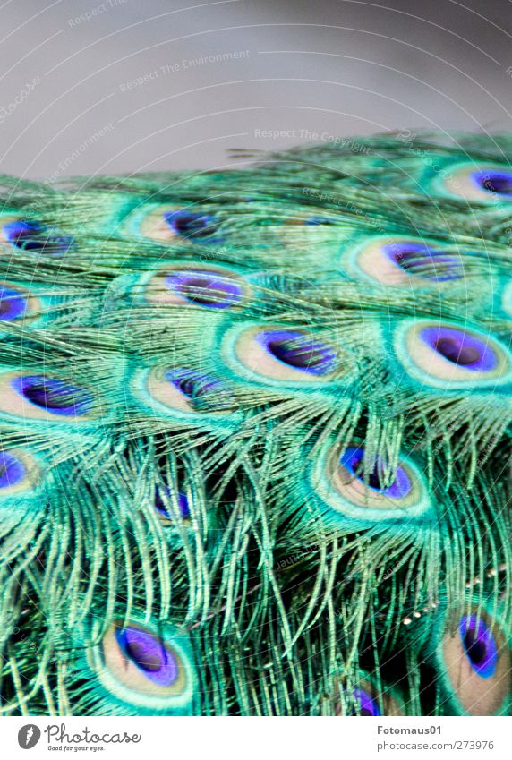 peacock eyes Animal "Peacock masculine Feathers 1 Blue Gray Green Black Turquoise Colour photo Multicoloured Exterior shot Close-up Detail Pattern Deserted