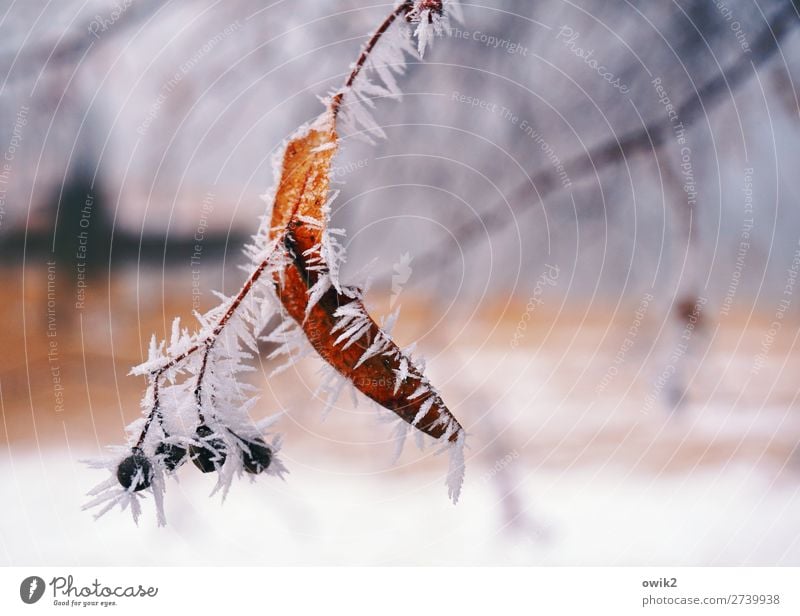 Ice on a stick Environment Nature Plant Winter Frost Snow Tree Twig Thin Authentic Fresh Cold Natural Point Thorny Ice crystal Hoar frost Colour photo