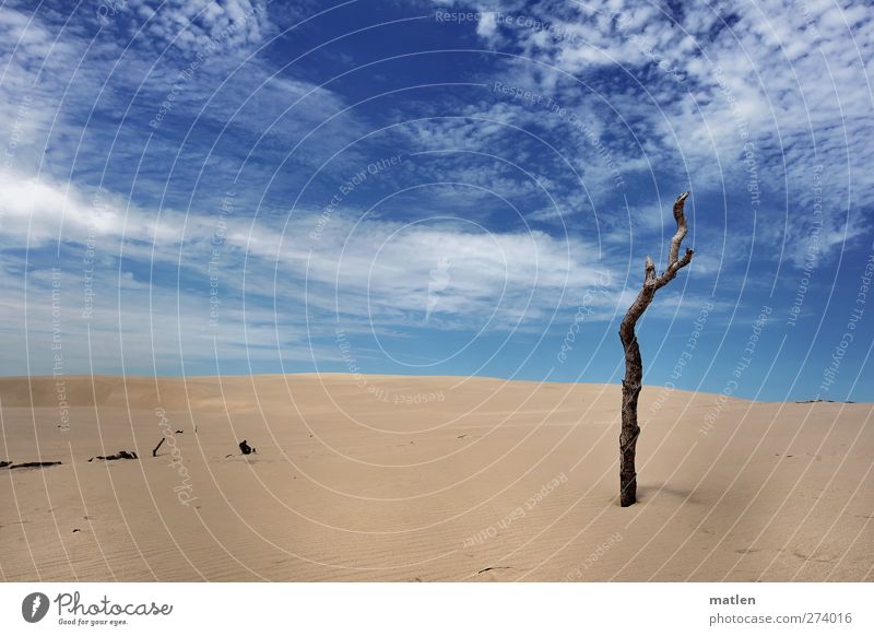 soloist Landscape Plant Sand Sky Clouds Sunlight Summer Weather Beautiful weather Tree Desert Blue Brown Tree trunk Withered Colour photo Exterior shot Deserted