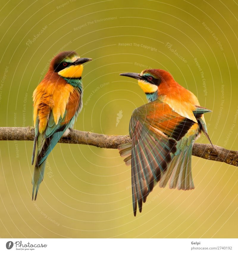 Pair of bee-eaters perched on a branch. - a Royalty Free Stock Photo from  Photocase