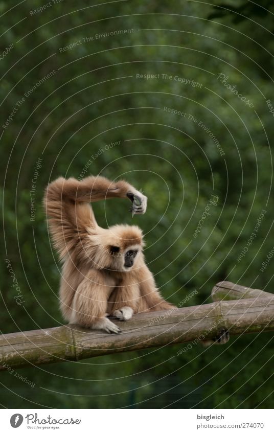 balance Zoo Animal Monkeys 1 Crouch Sit Cool (slang) Brown Green Balance Colour photo Subdued colour Exterior shot Deserted Copy Space top Neutral Background