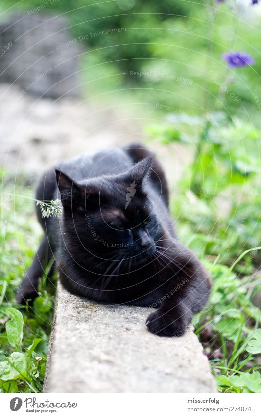There's a black cat lying in wait on the wall. Environment Nature Spring Plant Flower Bushes Foliage plant Garden Animal Pet Cat 1 To enjoy Hunting Friendliness