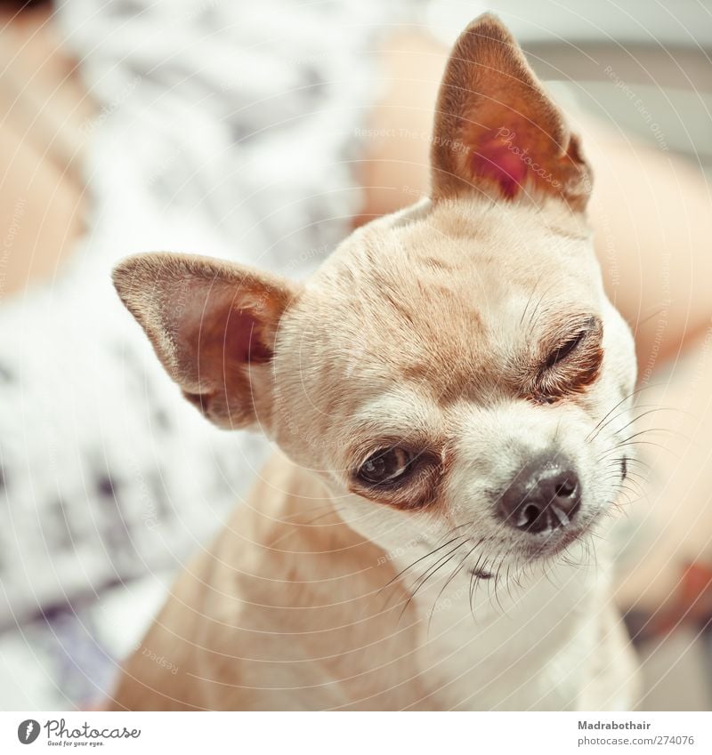 winking Animal Pet Dog Animal face Chihuahua lapdog 1 Looking Small Funny Cute Joy Love of animals Curiosity Frontal Front view Tilt Colour photo Subdued colour