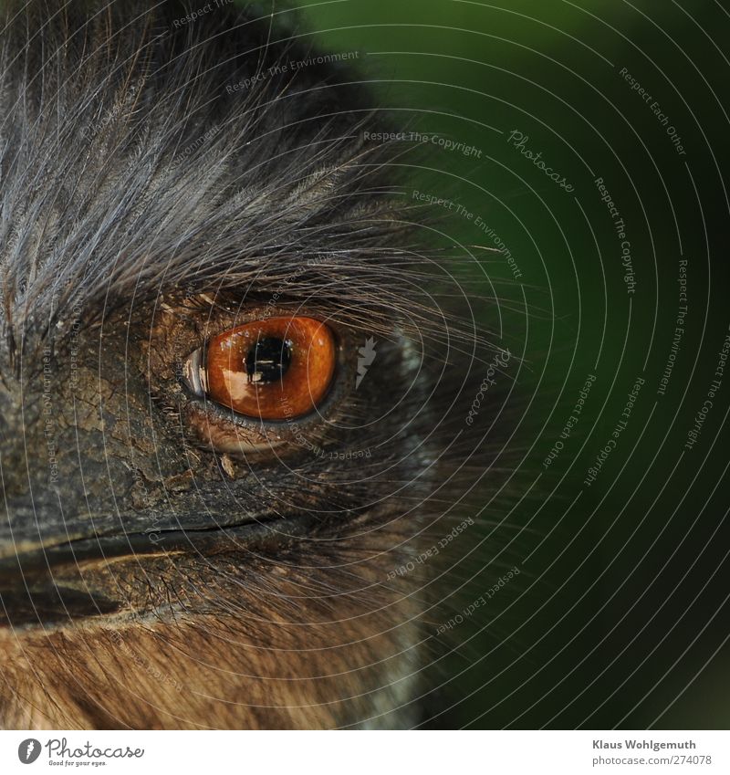Emu comes very close to the lens. Head Eyes Zoo Bird 1 Animal Observe Looking Threat Brown Yellow Orange Red Beak Feather Pupil Iris Colour photo Exterior shot