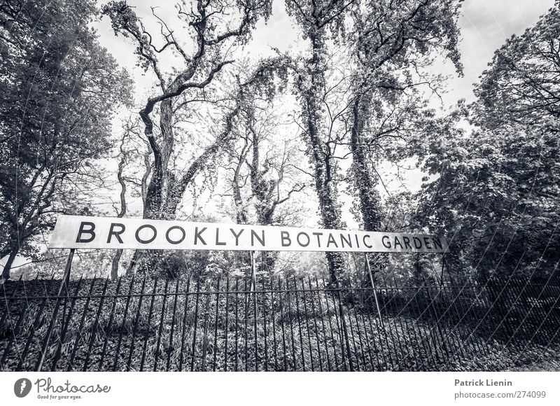 Brooklyn Botanic Garden Environment Nature Plant Tree Park Esthetic Contentment Education Creativity Ease Botanical gardens Jinxed Overgrown USA New York City
