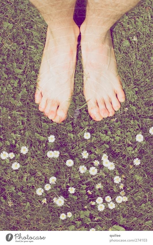 summer feet Masculine Skin Legs Feet Plant Grass Daisy Meadow Stand Wait Naked Warm-heartedness Calm Dream Emotions Contentment Equal Ease Perspective Barefoot