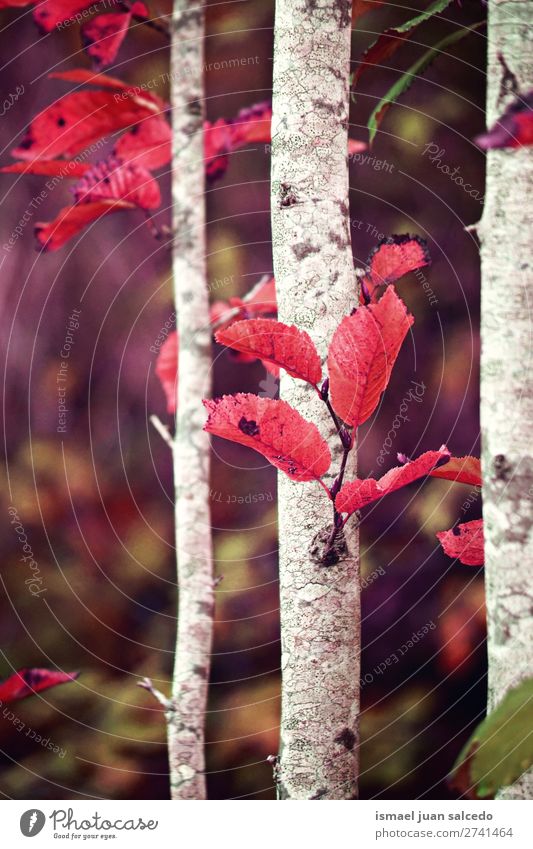 red tree leaves Leaf Red Nature Abstract Consistency Exterior shot background Beauty Photography fragility Autumn fall Winter