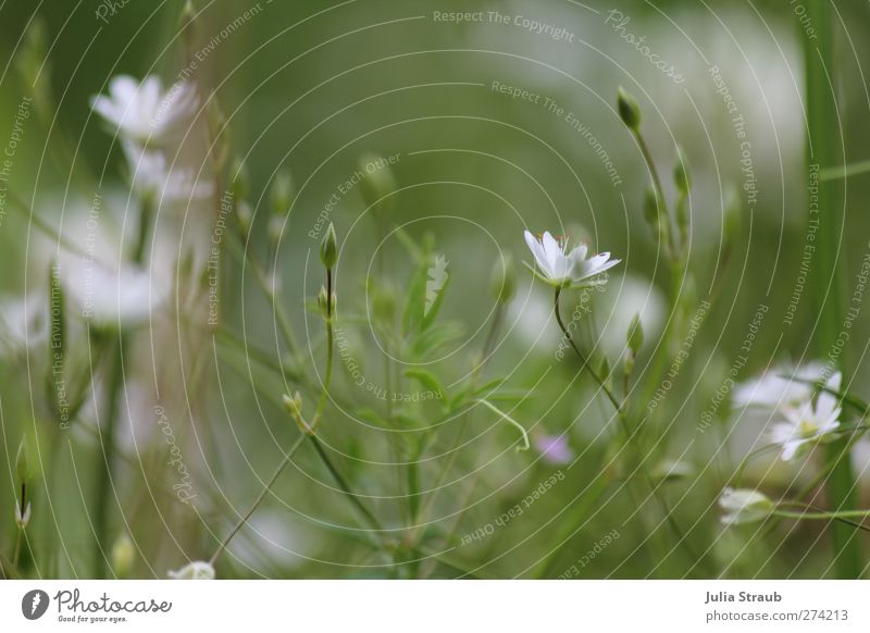 flower meadow in white Nature Plant Summer Flower Grass Meadow Field Bright White Calyx Bud Colour photo Exterior shot Day Deep depth of field