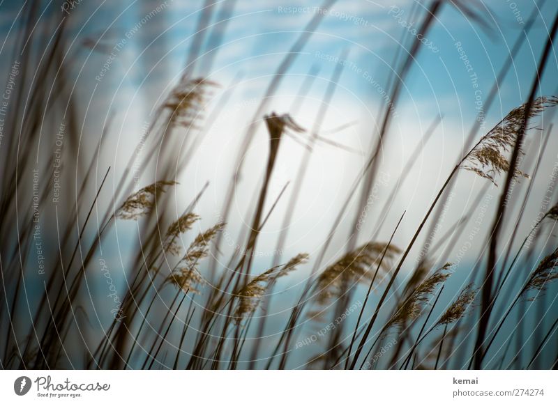 Hiddensee | Straws Environment Nature Plant Sky Clouds Sunlight Summer Beautiful weather Foliage plant Blade of grass Marsh grass Field Bog Growth Thin Tall