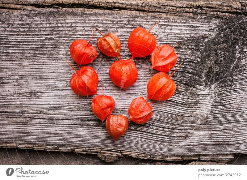 Heart shape made of red Physalis on grey wood Lifestyle Environment Nature Landscape Spring Summer Climate change Plant Agricultural crop Identity Inspiration