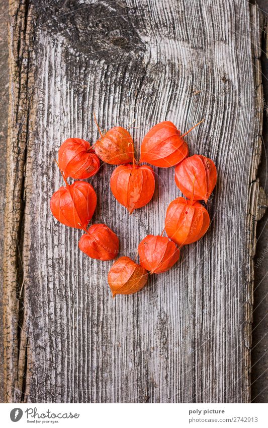 Heart shape made of red Physalis on grey wood Nature Plant Spring Summer Autumn Climate change Agricultural crop Kitsch Odds and ends Wood Sign Joy Happy