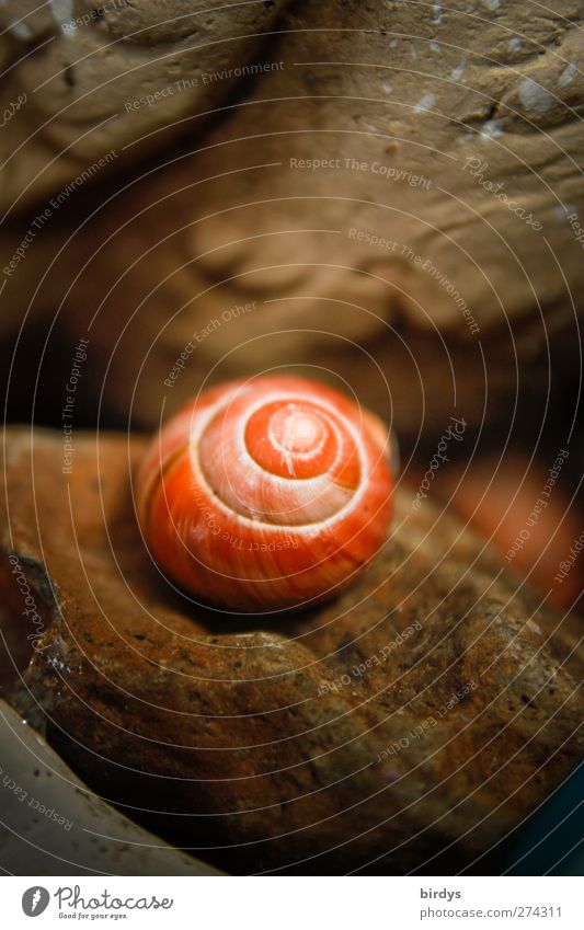snail shell Snail 1 Animal Stone Illuminate Esthetic Natural Beautiful Warmth Brown Red Snail shell Spiral Earth colour Colour photo Exterior shot Close-up