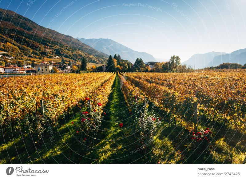 Vineyards in Trento in autumn Vacation & Travel Mountain Landscape Autumn Alps Village Town Yellow wineyard Autumnal rows trentino South Tyrol Italy Italian