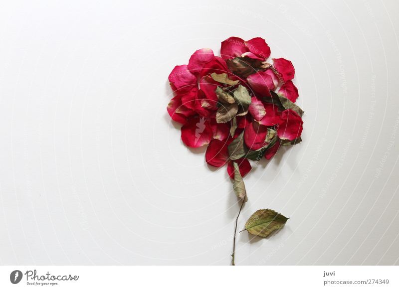 little rose Plant Rose Blossom Esthetic Simple Beautiful Uniqueness Round Dry Brown Gray Green Red White Nature Abstract Flower Colour photo Interior shot Day