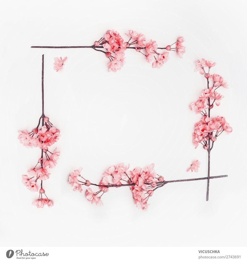 Pink spring flowers frame on white Style Design Summer Decoration Spring Blossom Background picture Composing Cherry blossom Frame Bright background