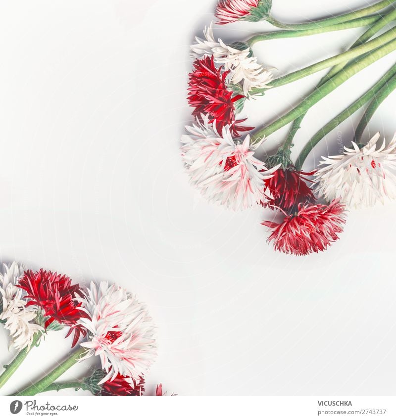 White background with pretty red and white flowers Style Design Summer Valentine's Day Nature Plant Flower Decoration Bouquet Hip & trendy Red