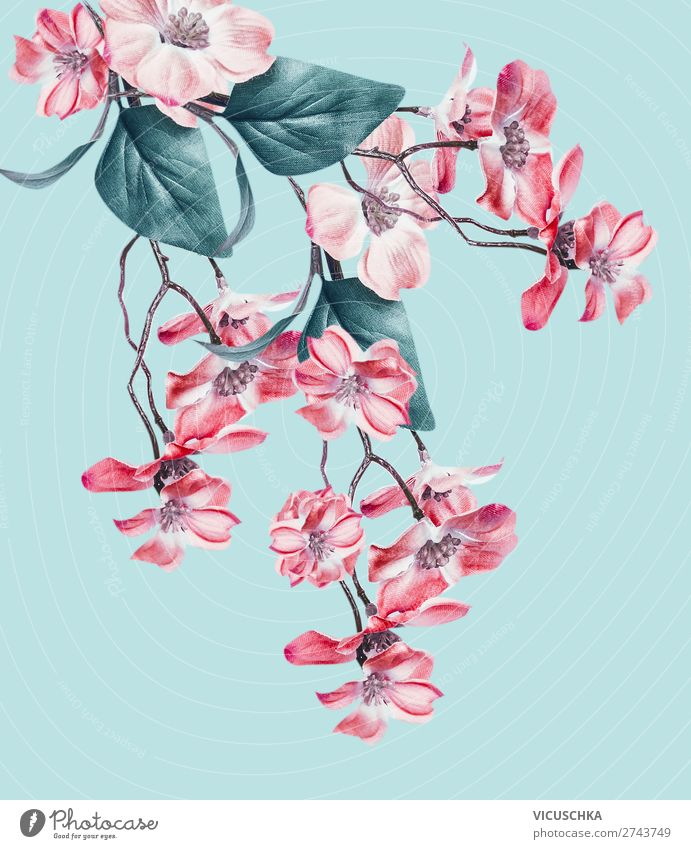 Hanging pink flowers on light turquoise Design Nature Plant Flower Decoration Bouquet Fragrance Pink Turquoise Suspended Colour photo Studio shot