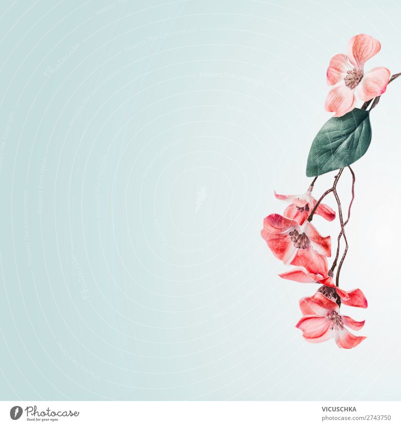 Lovely floral background border with coral flowers blossom hanging branch on light turquoise. Floral layout composing with copy space lovely coral color summer