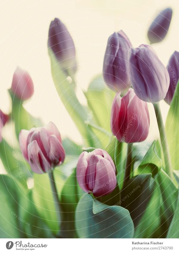 Tulip bouquet flowers Plant Leaf Blossom Blossoming Illuminate Blue Green Violet Pink Red Turquoise Beautiful Bouquet Nostalgia Colour photo Exterior shot