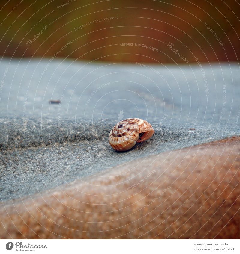 snail on the plant Animal Bug Insect Small Shell Spiral Nature Plant Garden Exterior shot fragility Cute Beauty Photography Loneliness