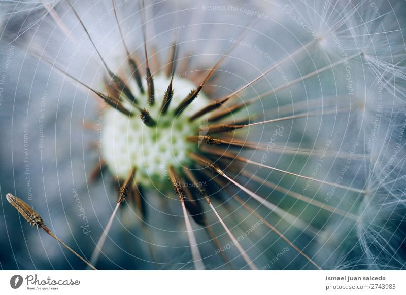 dandelion flower plant Dandelion Flower Plant seed Floral Garden Nature Decoration Abstract Consistency Soft Exterior shot background romantic fragility