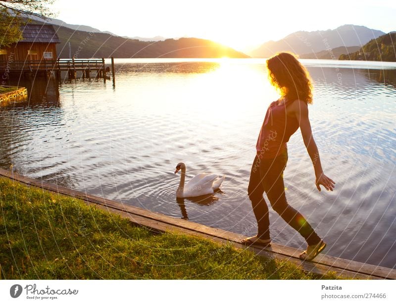 swan lake Woman Lake Swan Sunset Back-light Silhouette Dance Evening Dusk Light Sunbeam Water Going To go for a walk Leisure and hobbies Summer Nature Natural
