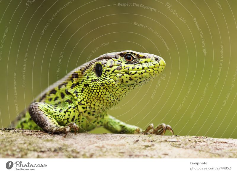 closeup of colorful male sand lizard Beautiful Skin Garden Man Adults Environment Nature Animal Sand Small Natural Wild Brown Green Colour wildlife Reptiles