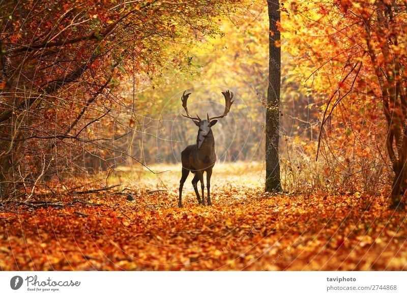 fallow deer stag in beautiful autumn forest Beautiful Playing Man Adults Nature Landscape Animal Autumn Tree Forest Natural Wild Brown Red Colour Deer wildlife