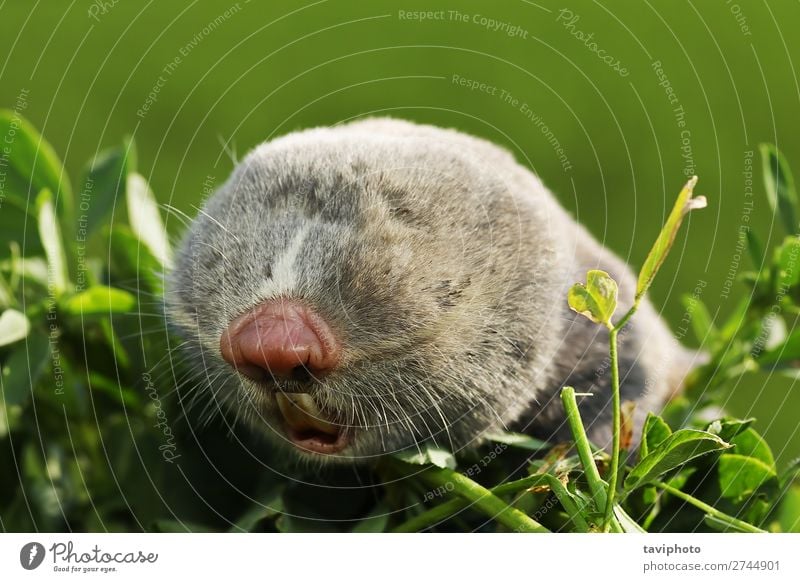 portrait of a lesser mole rat - a Royalty Free Stock Photo from Photocase
