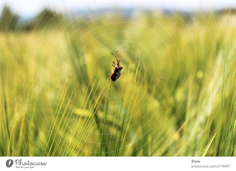 Stink beetle on a journey Animal Beetle 1 Power Calm Loneliness Colour photo Exterior shot Day Animal portrait