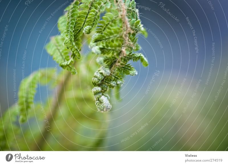 ...don't let your head hang down Nature Plant Fern Hang Growth Green Deploy coiled Colour photo Exterior shot Copy Space right Blur