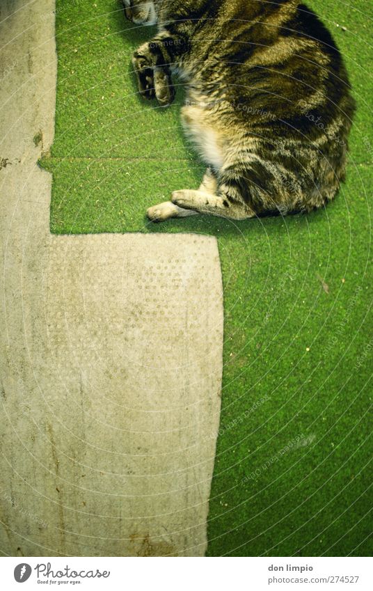 2D-cat Carpet Floor covering Pelt Animal Pet Cat 1 To enjoy Lie Sleep Jump Athletic Simple Cuddly Under Gray Green Willpower Ease Arrangement Break