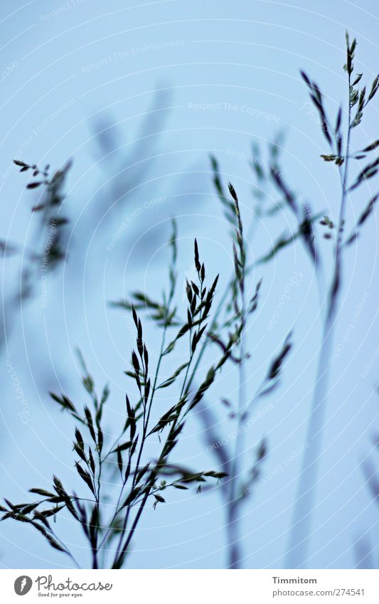 Downhearted Plant Sky Cloudless sky Grass Observe Looking Dark Natural Blue Black Nature Growth Colour photo Subdued colour Exterior shot Close-up Deserted