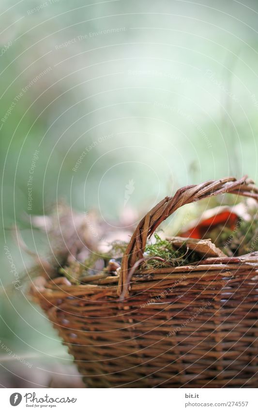 A basket for autumn... Environment Nature Plant Autumn Moss Garden Park Decoration Stand To dry up Old Brown Green Moody Transience Basket Autumn leaves