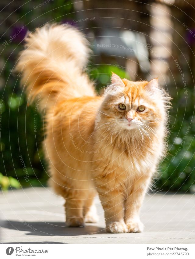 A majestic ginger cat looking at the camera Sun Spring Summer Autumn Plant Tree Flower Grass Bushes Foliage plant Garden Park Meadow Animal Pet Cat Animal face