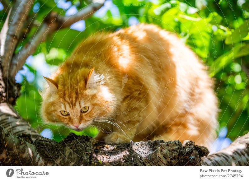cat in a tree Animal Pet Cat Animal face Pelt Paw 1 Baby animal Crouch Hunting Study Sit Beautiful Cute Ginger Colour photo Exterior shot Close-up Deserted