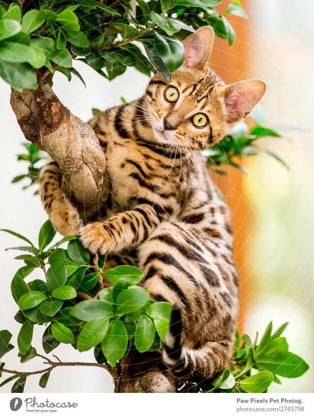 A Bengal Kitten in a tree Plant Tree Leaf Foliage plant Animal Cat Animal face Pelt Claw Paw 1 Baby animal Hang Sit Yellow Gold Green Orange Bonsar Colour photo