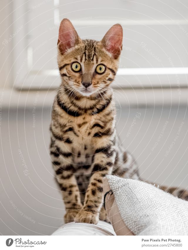 Bengal kitten sitting on a sofa arm Living or residing Flat (apartment) House (Residential Structure) Dream house Interior design Sofa Armchair Chair Room