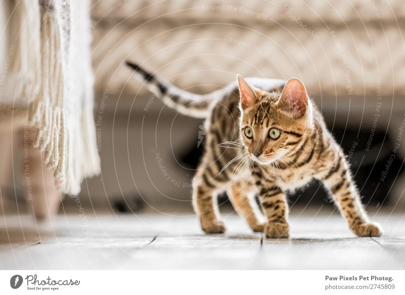 A Bengal Kitten looking under a sofa Beautiful Baby Animal Fur coat Pet Cat Baby animal Small Cute Gray White Domestic Tabby cat Isolated (Position) Mammal