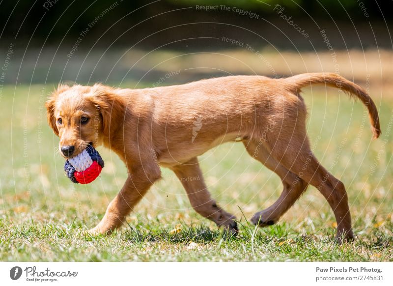 dog carrying a ball Spring Summer Plant Tree Flower Grass Bushes Garden Park Meadow Field Animal Dog Animal face Pelt Paw 1 Baby animal Walking Running Carrying